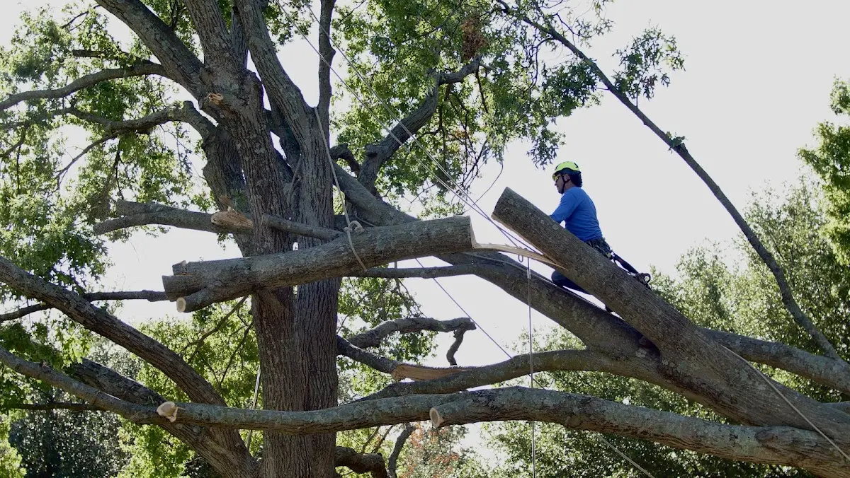 Professional Hazardous Tree Removal performed by certified arborists in River Edge