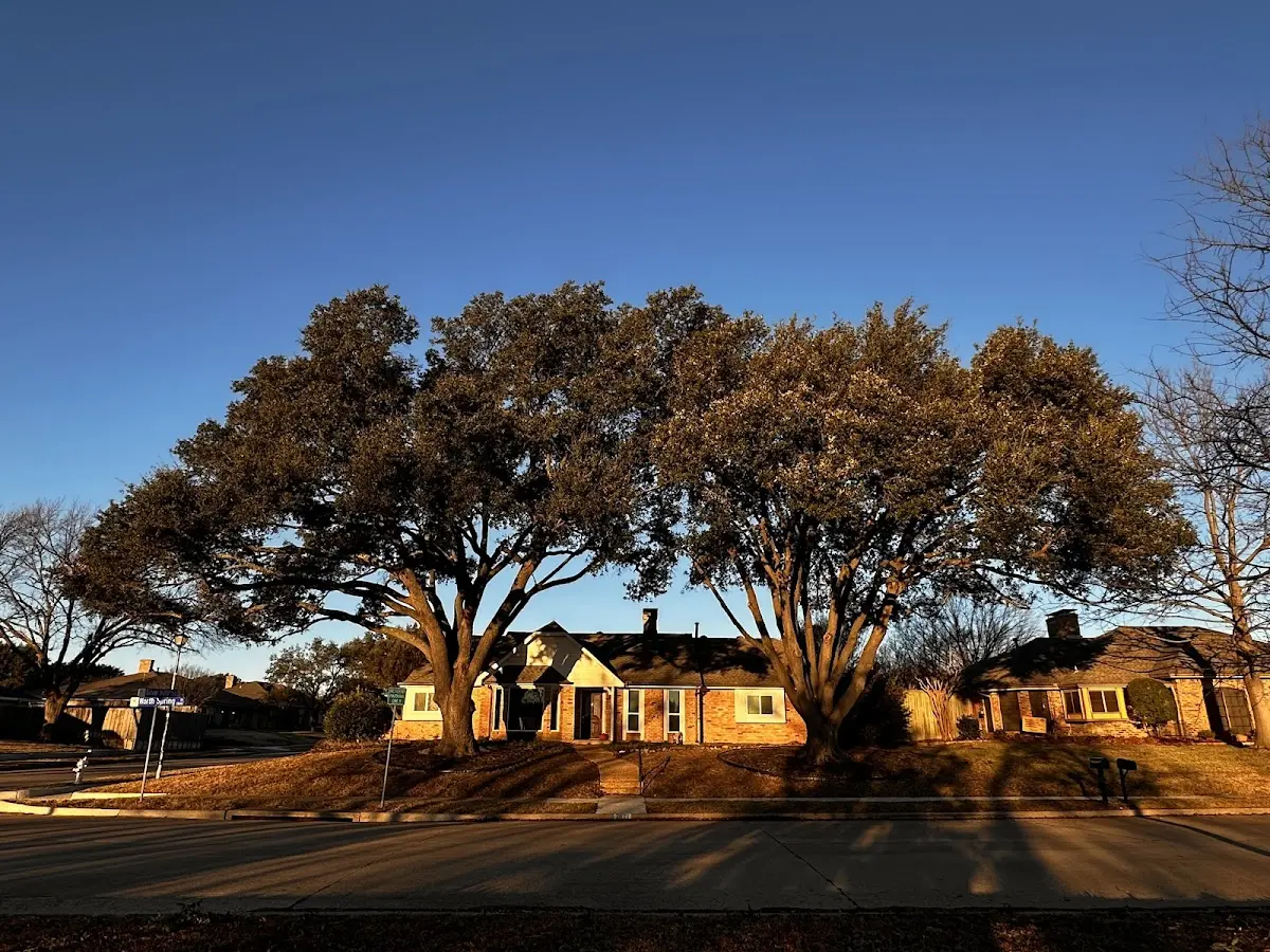 Established residential canopy tree shading a home in River Edge